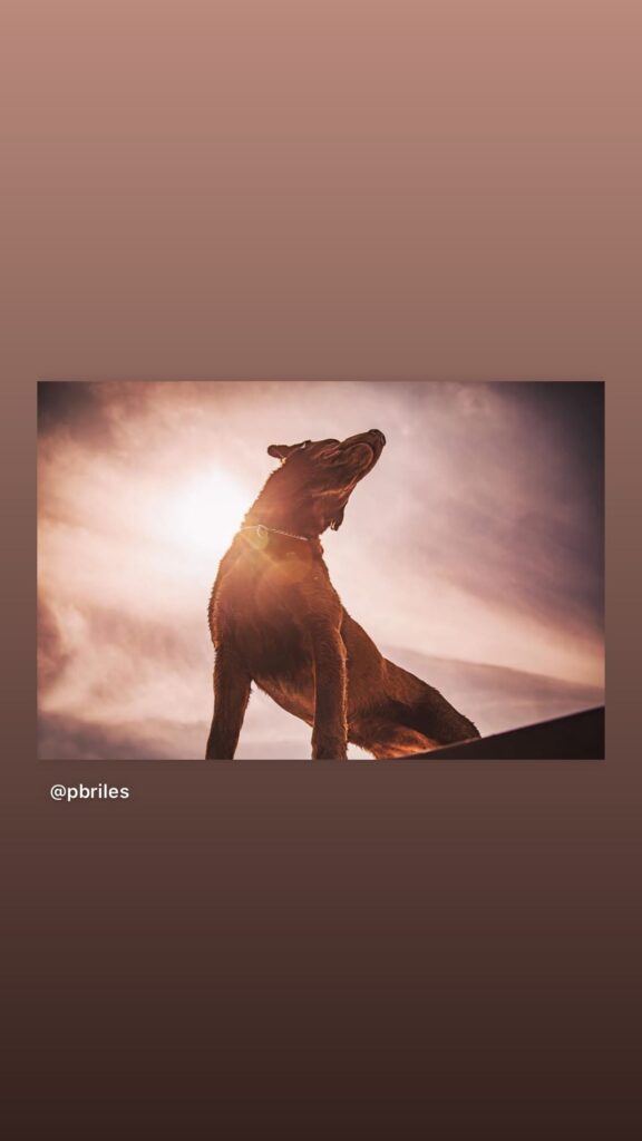 https://www.instagram.com/stories/highlights/18028023265272145/
