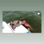 https://www.instagram.com/stories/highlights/18028023265272145/