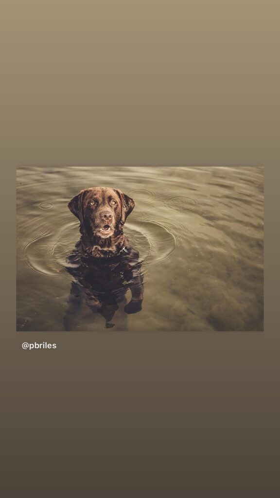 https://www.instagram.com/stories/highlights/18028023265272145/