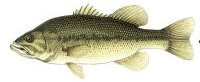 Largemouth Bass