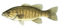 Smallmouth Bass