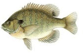 Bluegill