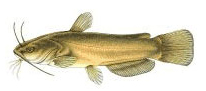 Bullhead