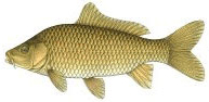 Carp