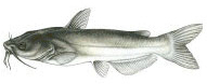 Catfish