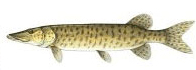 Muskellunge