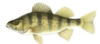 Perch