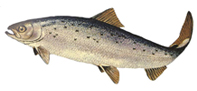 Salmon