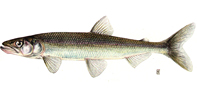 Smelt