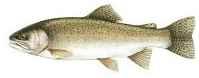 Steelhead