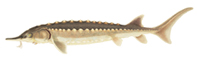 Sturgeon