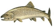 Trout