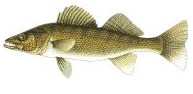 Walleye